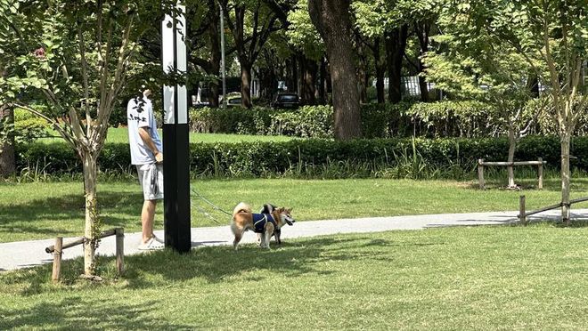 行一周上海升级版游园带来哪些“乐与痛”？澳门新葡京事关搭帐篷、带宠物……新规施(图2)